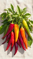 Fresh colorful chili peppers with green leaves arranged on linen background, mix of red, orange, yellow and green hot peppers casting natural shadows.