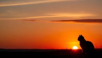 Cat silhouette sitting peacefully against vibrant orange sunset sky with warm golden clouds creating serene evening atmosphere for relaxation themes.