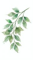 Watercolor botanical branch with delicate green leaves on white background, isolated design element suitable for wedding invitations, greeting cards, and home decor projects.
