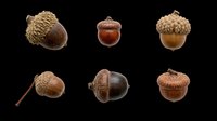 Six realistic acorns in various sizes and shades isolated on transparent background, ready for fall clipart, stickers, t-shirt design, sublimation, and print on demand.