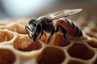 Macro shot of honey bee collecting nectar from honeycomb cells in natural light, showing detailed wing structure and body segments against golden wax background.