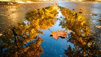 Autumn leaf floating in puddle reflecting golden trees and blue sky, seasonal nature scene for fall backgrounds and editorial use.