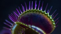 Macro view of Venus flytrap with vibrant purple and green hues against dark background, showcasing carnivorous plant's trigger hairs and distinctive trap structure.
