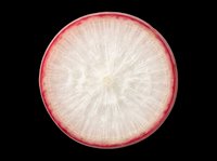 Fresh radish slice isolated on transparent background, ready for food design, stickers, print on demand, T-shirts, sublimation, and clipart projects.