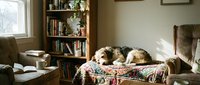 Cozy home interior with sleeping dog on patterned blanket near bookshelf and armchair creating warm domestic atmosphere for lifestyle content.