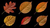 Six autumn leaves in red, orange, yellow and brown tones, isolated on transparent background. Ready for fall clipart, stickers, t-shirt design, sublimation and print on demand.