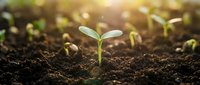 Young green seedling emerging from rich dark soil with warm sunlight creating natural bokeh effect in agricultural field during spring growth season.