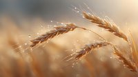 Golden wheat ears with morning dew drops in warm sunlight, creating dreamy bokeh effect and natural lens flare, macro agricultural photography.