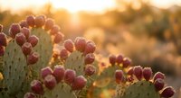 Prickly pear cactus with ripe purple fruits glowing in warm golden sunset light, desert landscape background with soft bokeh effect.