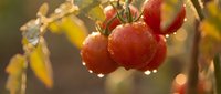 Fresh ripe red tomatoes hanging on vine with water droplets in warm golden sunlight. Organic garden harvest ready for picking in autumn season.
