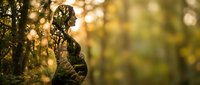 Pregnant woman silhouette in golden sunset light with bokeh effect creating peaceful maternity moment in nature during golden hour for wellness content.