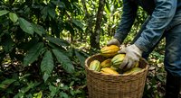 Farmer harvesting fresh cacao pods in tropical plantation, collecting yellow cocoa fruits in wicker basket for chocolate production and agricultural processing.