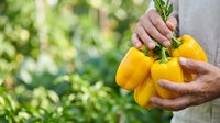 Male farmer holding fresh yellow bell peppers in garden setting, harvesting organic produce for agriculture, farming, and food industry use.