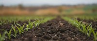 Young green corn seedlings emerging from rich dark soil in agricultural field with blurred farmland background for farming and crop growth concepts.