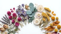 Dried flowers and herbs arranged in semicircle on white background. Natural botanical elements including lavender, eucalyptus, globe amaranth for crafts.