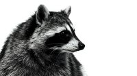 Raccoon portrait in black and white showing detailed fur texture and facial features isolated on white background for wildlife design projects.