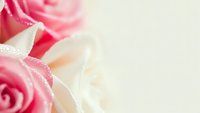 Soft pink roses with delicate lace ribbon on light background for romantic wedding invitations, Valentine's Day cards, and feminine design projects.