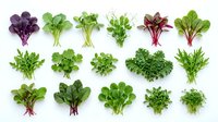 Fresh leafy greens collection featuring various salad leaves, herbs and microgreens arranged in rows on white background for healthy cooking and nutrition.
