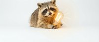 Cute raccoon holding glowing light bulb on white background symbolizing creativity and bright ideas for business innovation concepts.