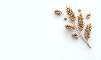 Golden wheat ears on white background, minimalist botanical composition with copy space for text. Natural cereal harvest arrangement isolated.
