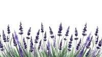 Lavender flowers with green stems isolated on white background for aromatherapy, spa treatments, natural cosmetics and herbal medicine designs.