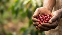 Farmer's hands holding fresh red coffee cherries during harvest in agricultural plantation setting.