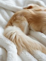 Sleeping golden retriever puppy curled up on soft white plush blanket, showing fluffy fur and peaceful relaxation in cozy home environment.