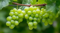 Fresh green grapes hanging on vine with leaves in vineyard. Organic fruit cultivation for winemaking, juice production and healthy eating concepts.