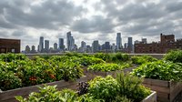 Urban rooftop garden with fresh vegetables and herbs growing in raised beds overlooking city skyline, sustainable farming and urban agriculture concept.