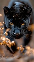 Black panther with golden eyes and water droplets on face looking directly at camera in natural outdoor setting.