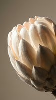 Close-up of succulent plant with thick fleshy leaves in warm natural lighting showcasing botanical texture and organic patterns for wellness content.