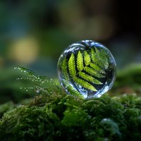 Green fern leaf reflected and magnified in crystal clear water drop on moss, creating magical nature macro photography effect with bokeh background.