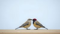 Two small songbirds perched on wooden surface against clean white background, one with red cap, perfect for nature and wildlife designs.