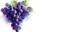 Watercolor purple grapes cluster with green leaves on white background, fresh fruit illustration for wine, food and beverage design projects.