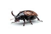 Detailed close-up of a rhinoceros beetle with glossy black body and copper-colored wing covers on white background, isolated for nature and entomology projects.