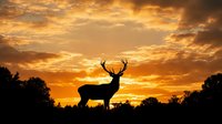 Majestic stag deer silhouette against dramatic golden sunset sky with clouds. Wildlife nature scene for outdoor adventure and hunting themes.