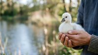Young white waterfowl chick held in adult hands near natural wetland environment, representing wildlife care, conservation education, and outdoor nature activities.