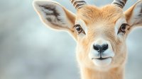 Close up portrait of young antelope with soft beige fur and large expressive eyes against blurred natural background, showing gentle facial features and alert ears.
