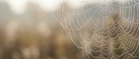 Delicate spider web covered in morning dew drops against soft blurred natural background with warm sunlight filtering through creating bokeh effect.