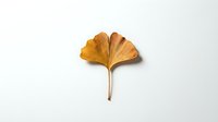 Single dried ginkgo leaf with golden yellow autumn colors on white background, isolated botanical specimen for natural design projects.