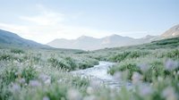 Serene mountain landscape with flowing stream through wildflower meadow filled with purple blooms and green vegetation under clear sky.