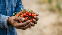 Farmer holding fresh ripe tomatoes in hands outdoors. Agricultural harvest concept for farming, gardening, organic produce, and sustainable agriculture.