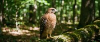 Hawk with brown and tan plumage perched on moss-covered log in dense forest setting, suitable for wildlife, nature, and animal photography projects.