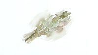 Dried herb bundle with soft watercolor wash effect on white background, isolated botanical element for design, packaging, culinary, wellness, and herbal product illustrations.