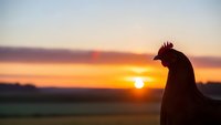 Rooster silhouette against golden sunrise sky in rural farmland setting with warm orange and purple clouds creating peaceful morning atmosphere.