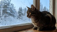 Tabby cat sitting on windowsill looking outside at snowy winter landscape with frost-covered trees and forest scenery through glass window.