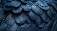 Dark blue feathers with water droplets in macro photography, showing detailed texture and layered pattern of bird plumage in moody atmospheric lighting.