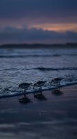 Shorebirds feeding along ocean waves at twilight with dramatic purple and orange sky reflecting on wet sand creating peaceful coastal scene.