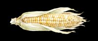Watercolor ear of corn with husk, isolated on transparent background. Great for fall clipart, harvest stickers, t-shirt design, print on demand, and sublimation projects.