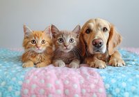 Adorable ginger and gray kittens lying together with golden retriever dog on soft pastel blanket, showing friendship between cats and dogs, pets companionship.